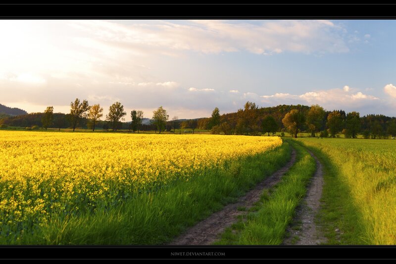 Yellow field with dirt path