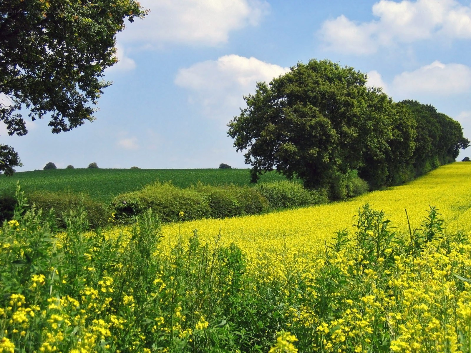 Yellow field with green trees
