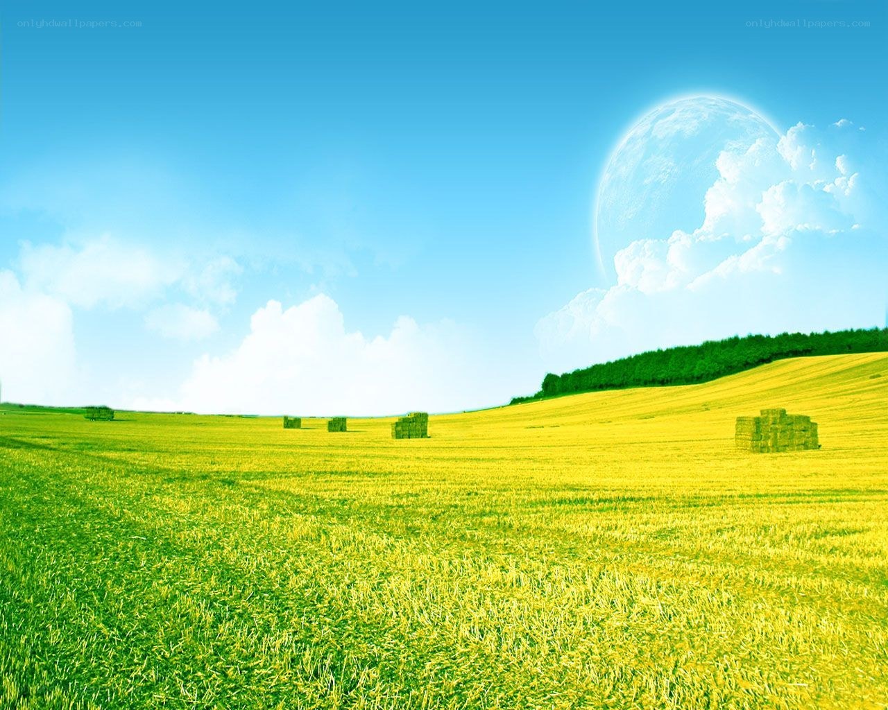 Yellow field with hay bales