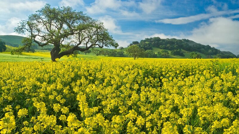 Yellow field with lone tree