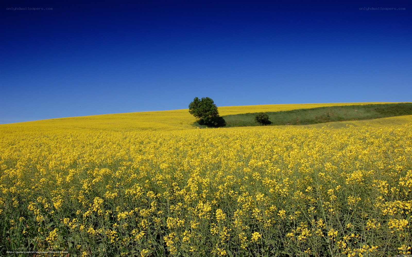 Yellow field with lone tree