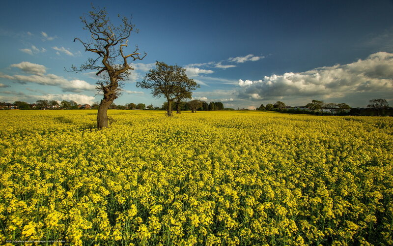 Yellow field with lone trees