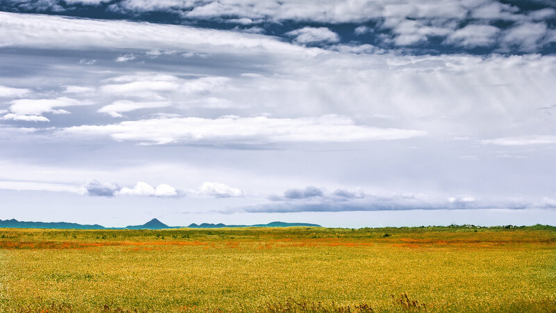 Yellow Field with Mountains — Dramatic, Afternoon