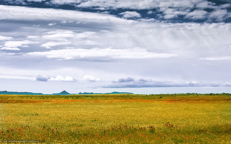 Yellow Field with Mountains — Dramatic