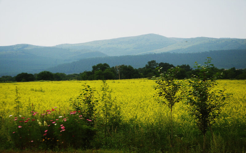 Yellow field with mountains in background