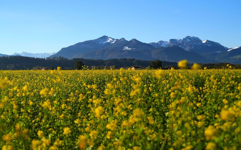 Yellow field with mountains in background