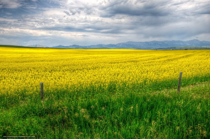 Yellow field with mountains