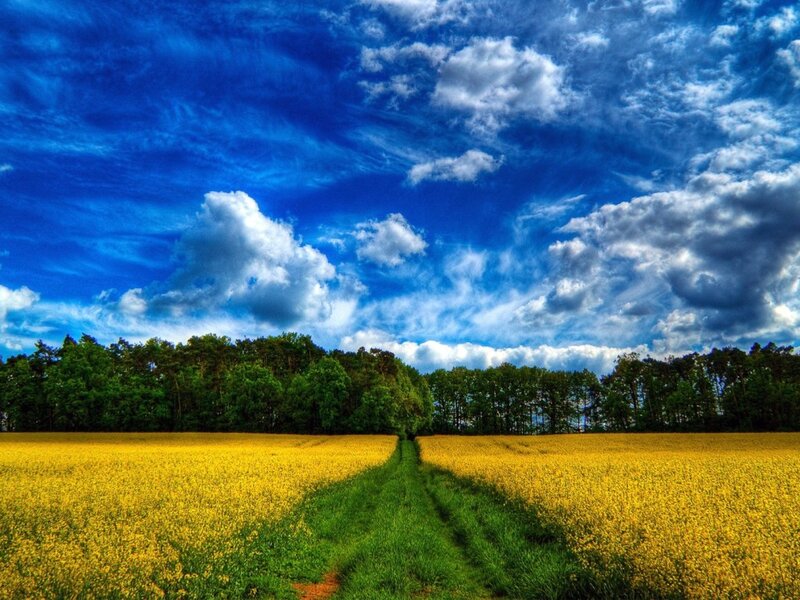 Yellow Field with Path — Blue, Dramatic, Afternoon, Photograph