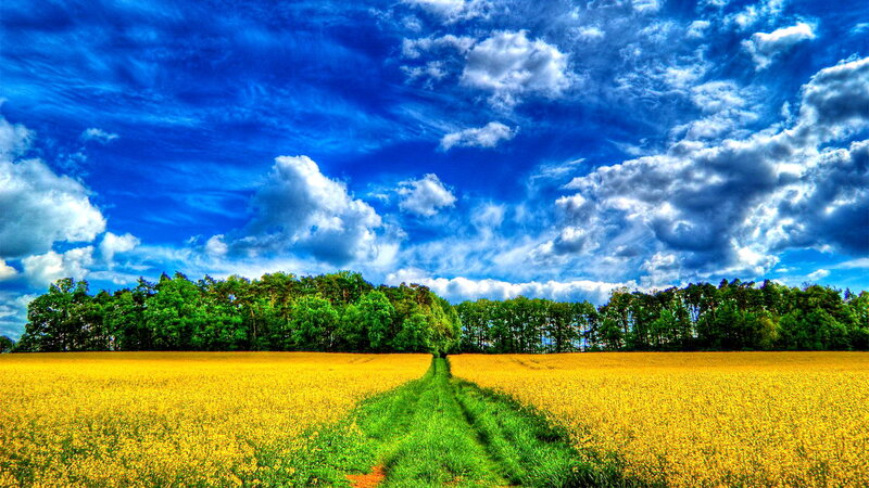 Yellow Field with Path — Blue, Dramatic, Afternoon, Photograph, Trees