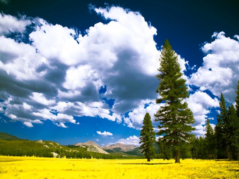 Yellow Field with Pine Trees