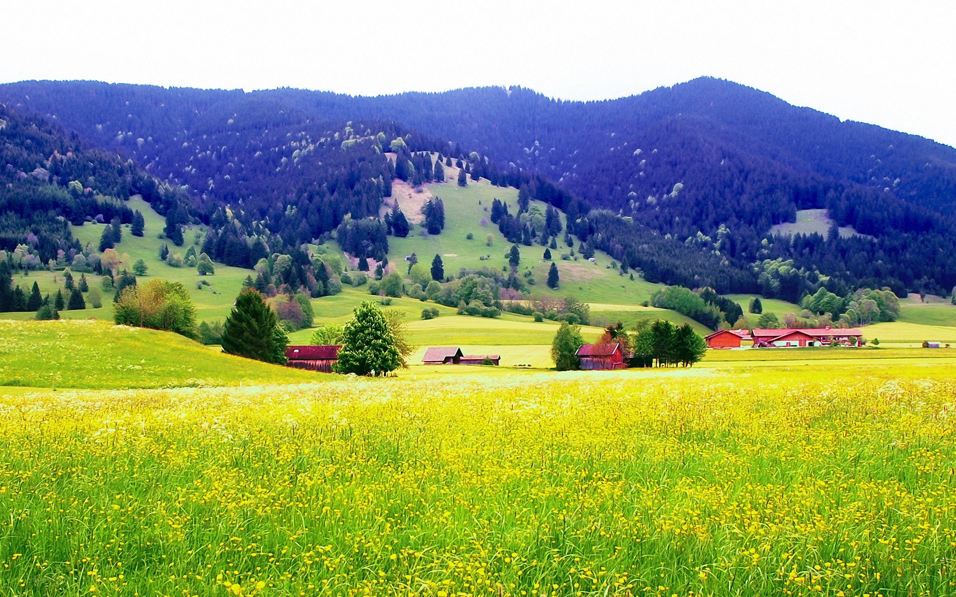 Yellow field with red barns