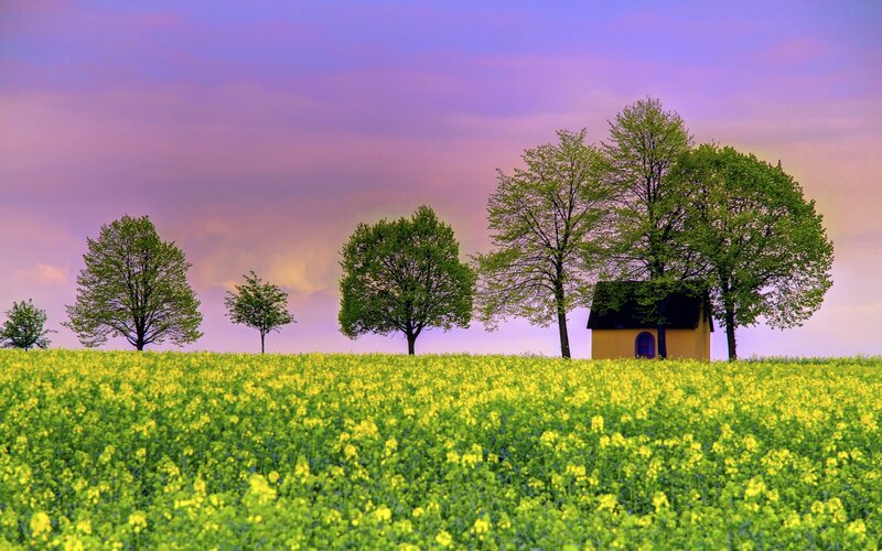 Yellow field with small house at sunset