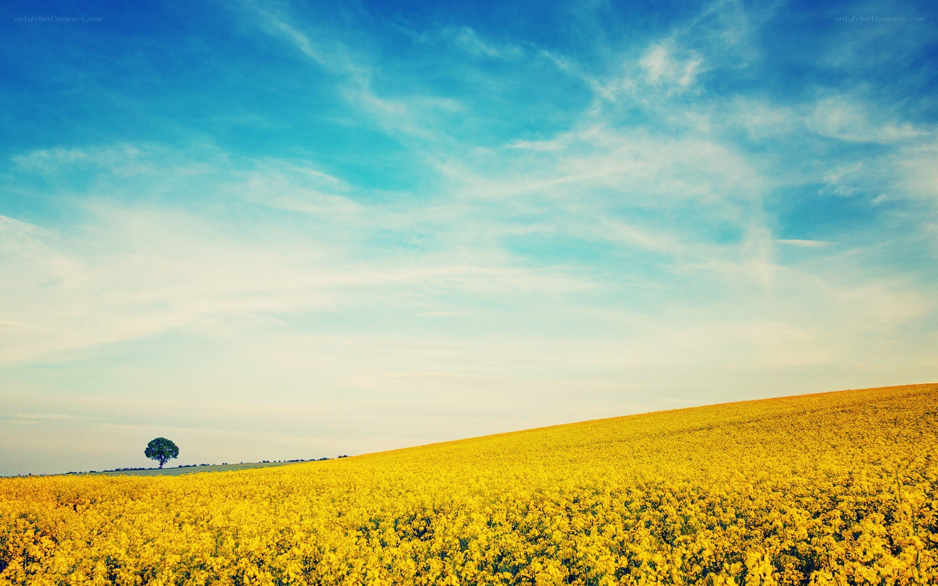 Yellow field with solitary tree