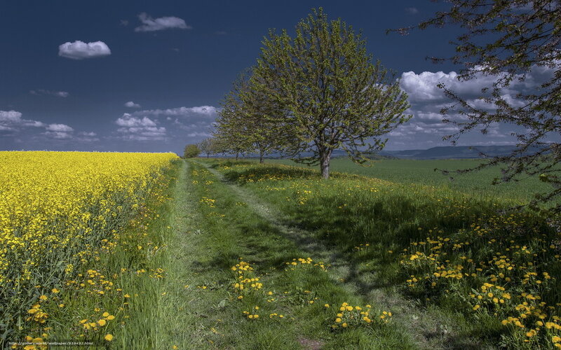 Yellow field with tree path