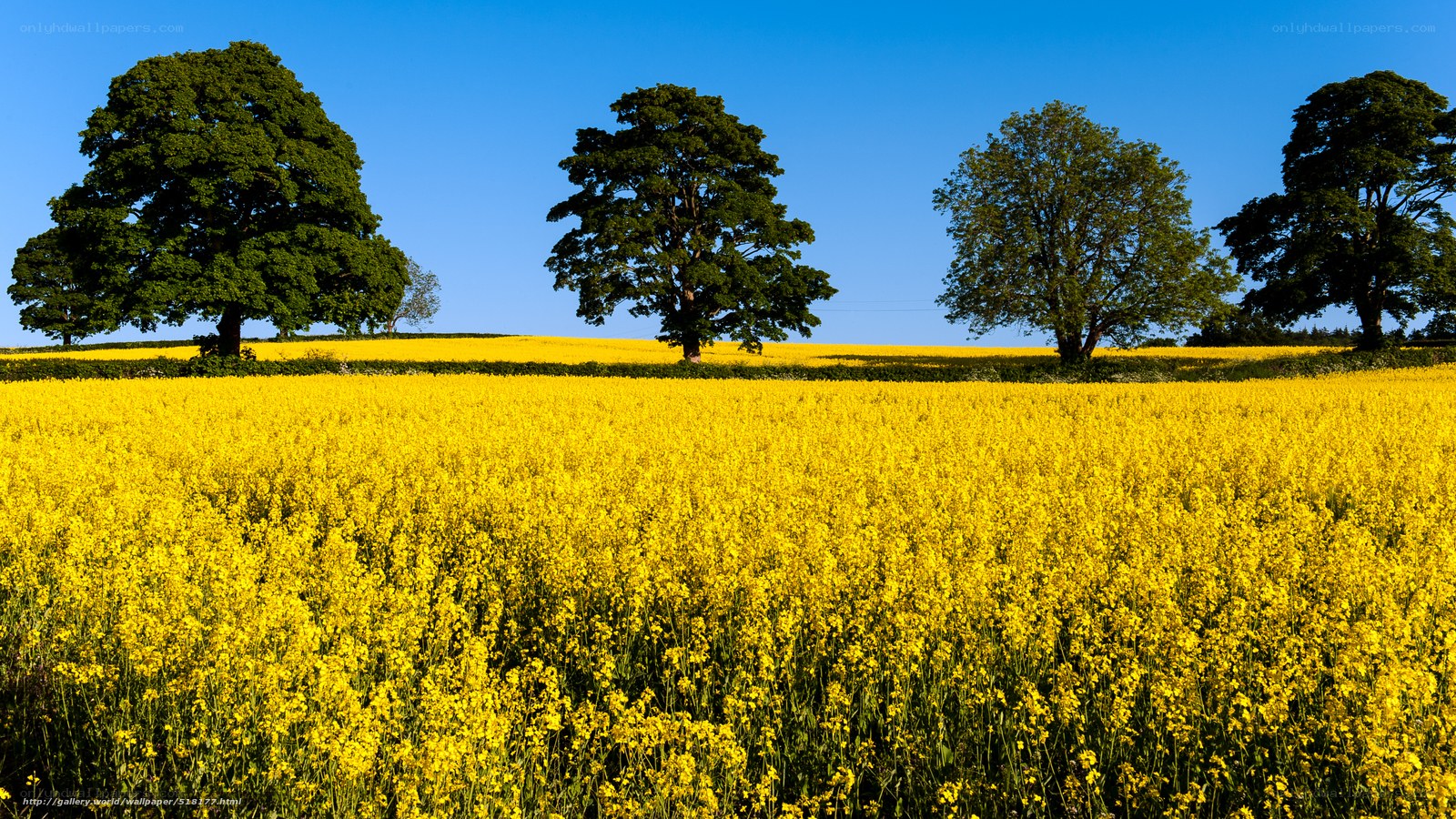 Yellow field with trees