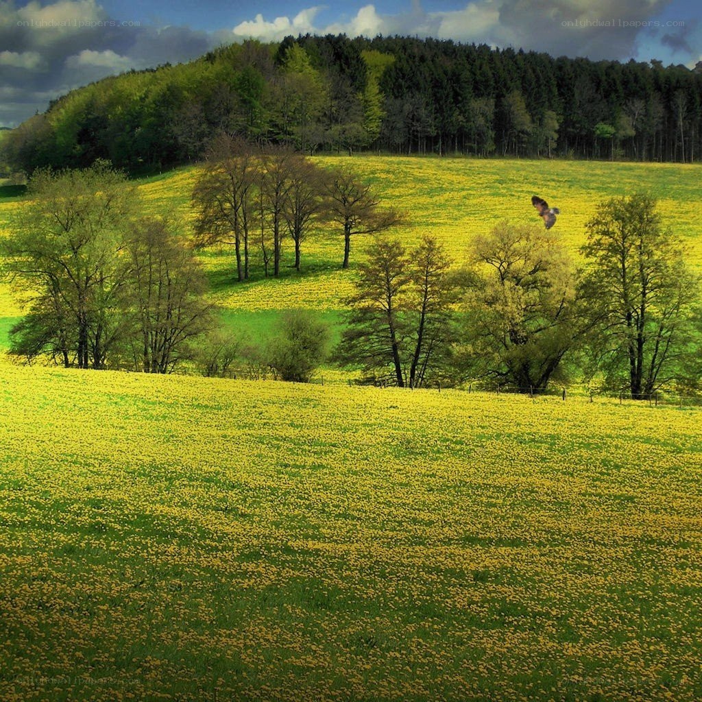 Yellow field with trees and bird