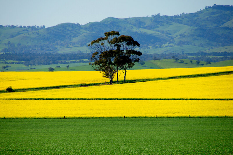 Yellow field with trees and hills