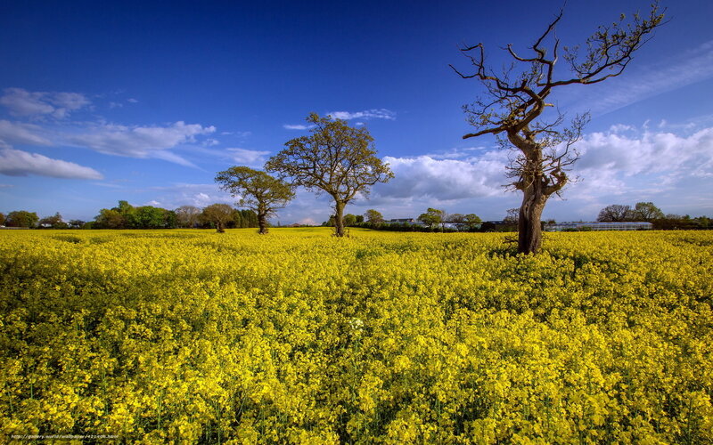 Yellow field with trees