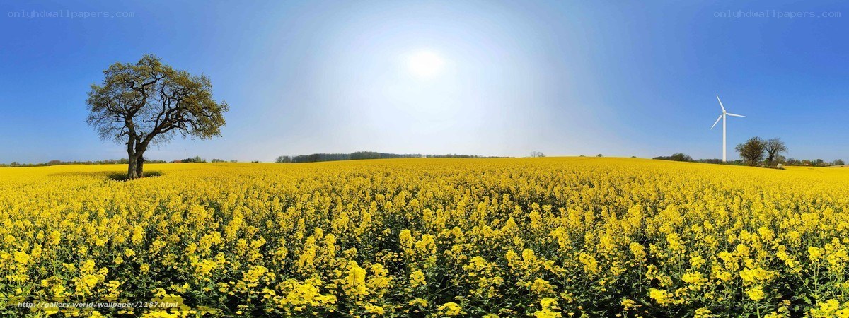 Yellow field with wind turbine