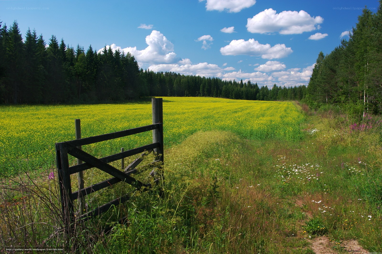 Yellow field with wooden gate