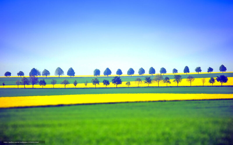 Yellow Fields and Blue Sky