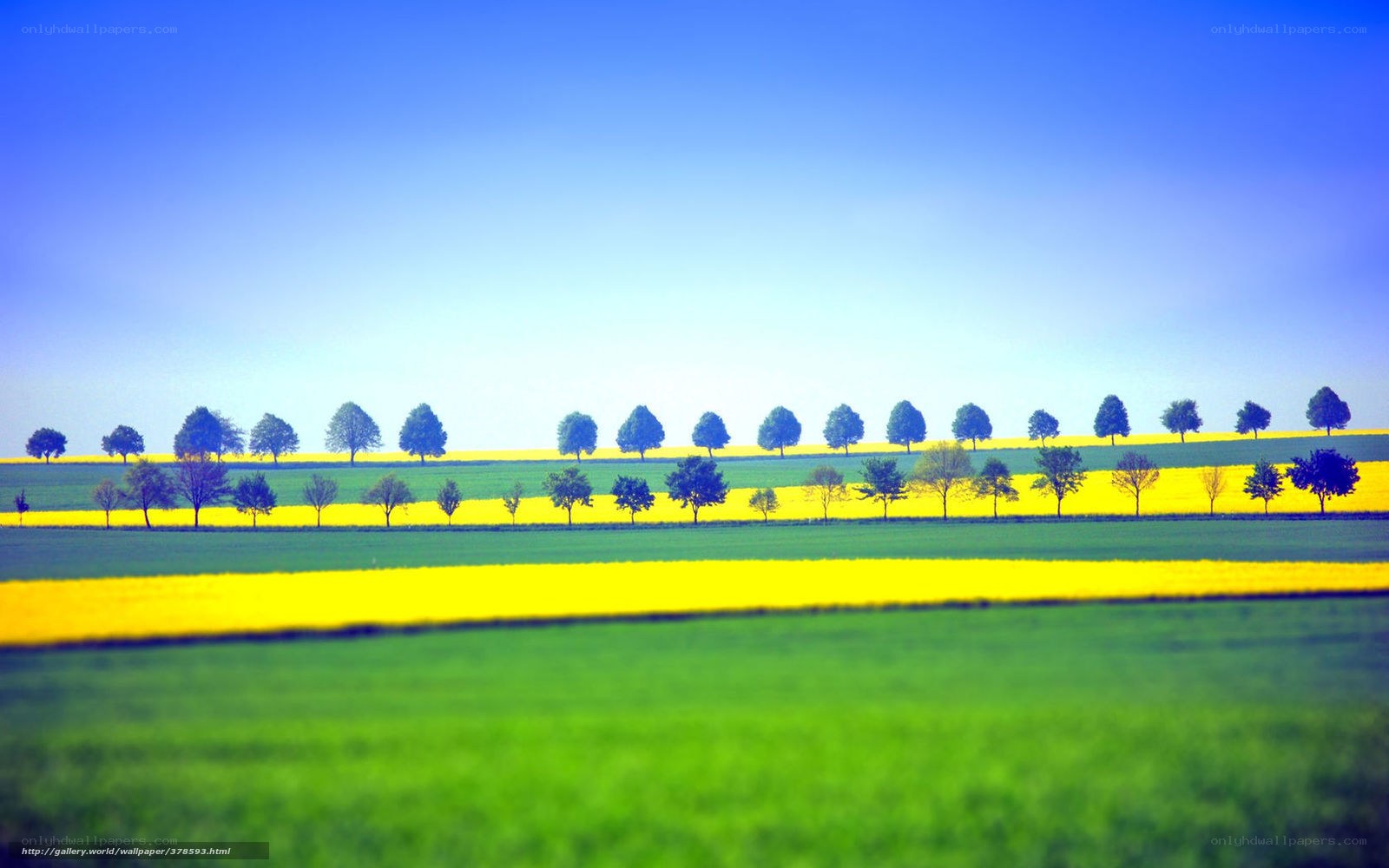 Yellow Fields and Blue Sky