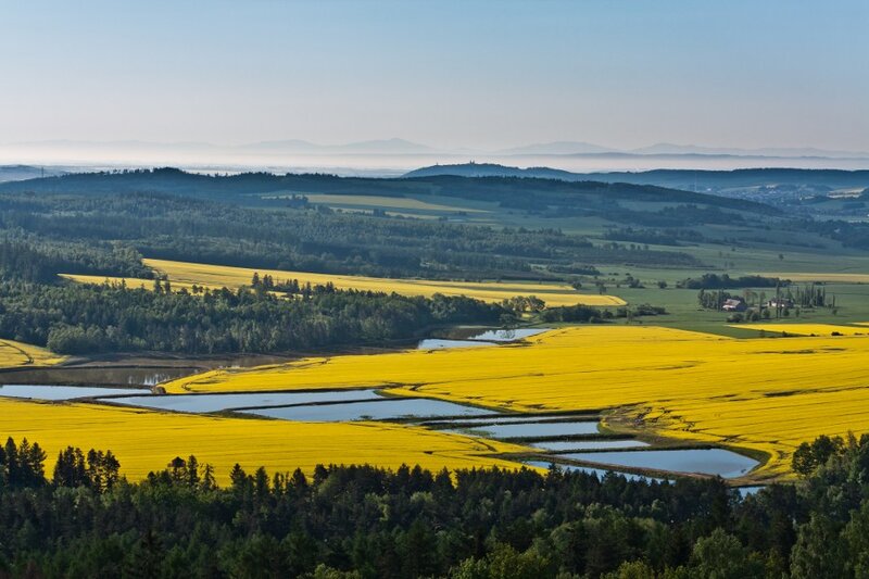 Yellow fields and rolling hills