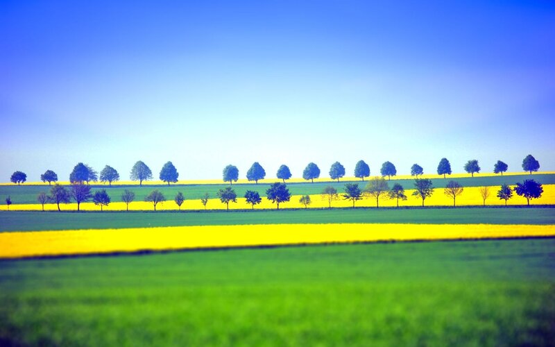 Yellow Fields and Trees