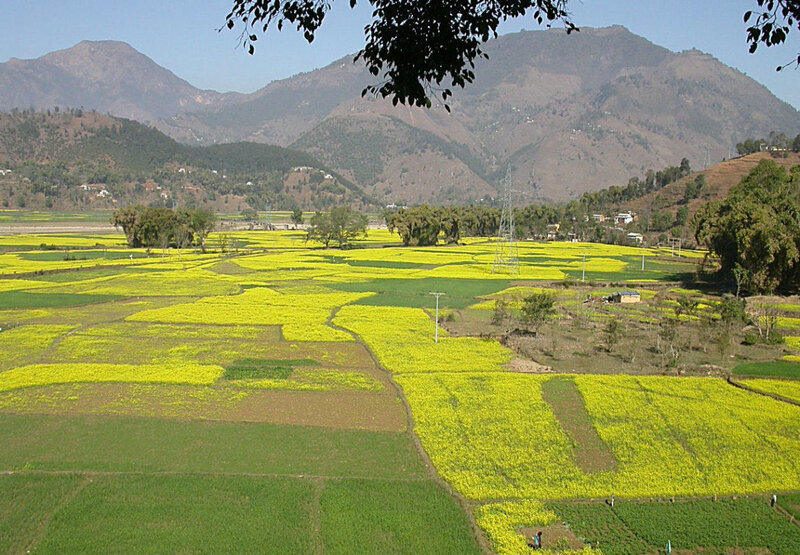Yellow fields in mountain valley