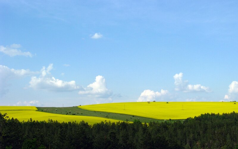 Yellow fields under blue sky