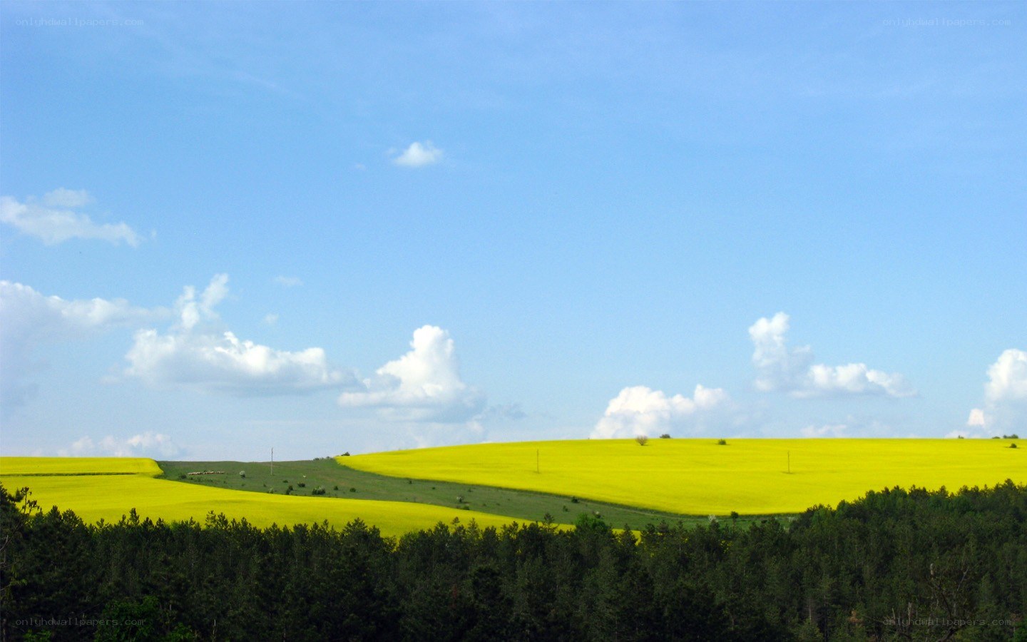 Yellow fields under blue sky