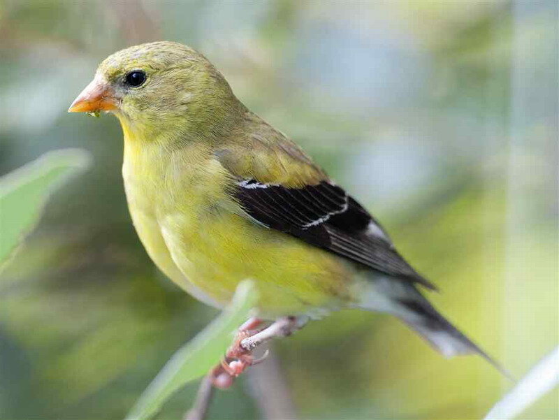Yellow Finch Bird