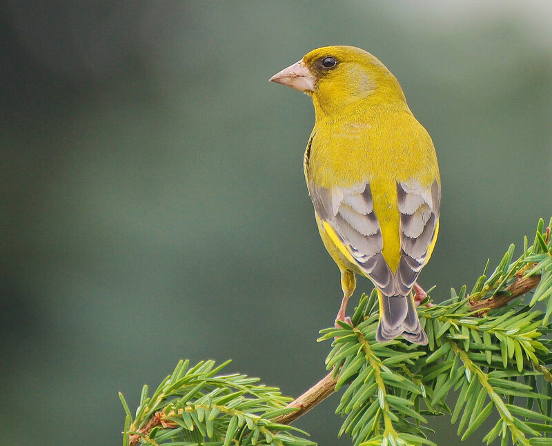 Yellow Finch on Branch — Calm
