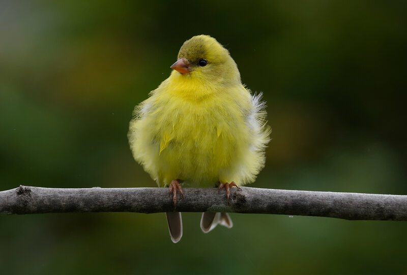 Yellow Finch on Branch