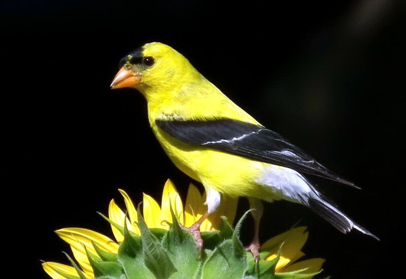 Yellow Finch on Flower