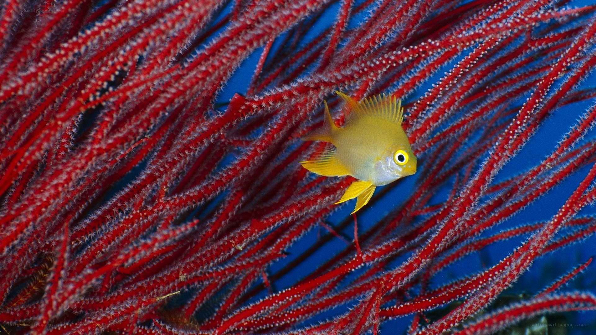 Yellow fish among red coral