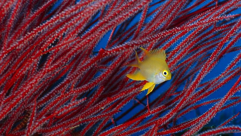 Yellow Fish Among Red Coral — Serene