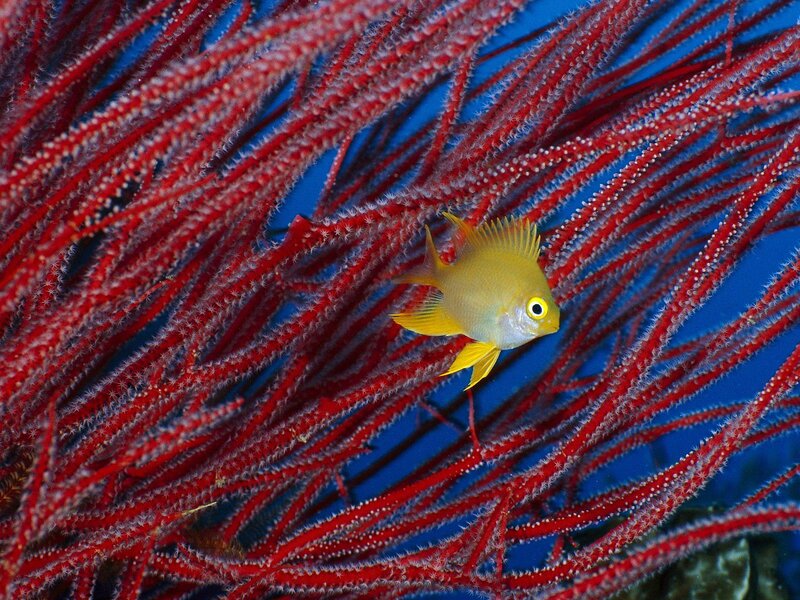 Yellow fish among red coral