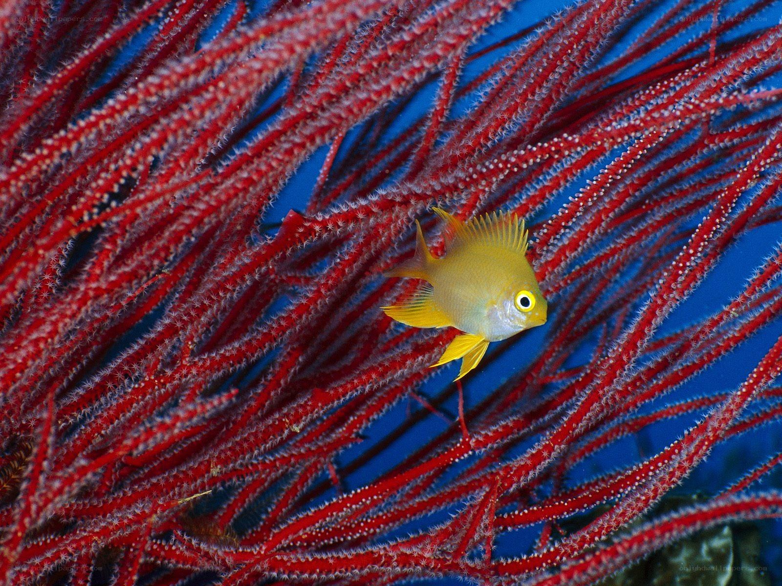 Yellow fish among red coral