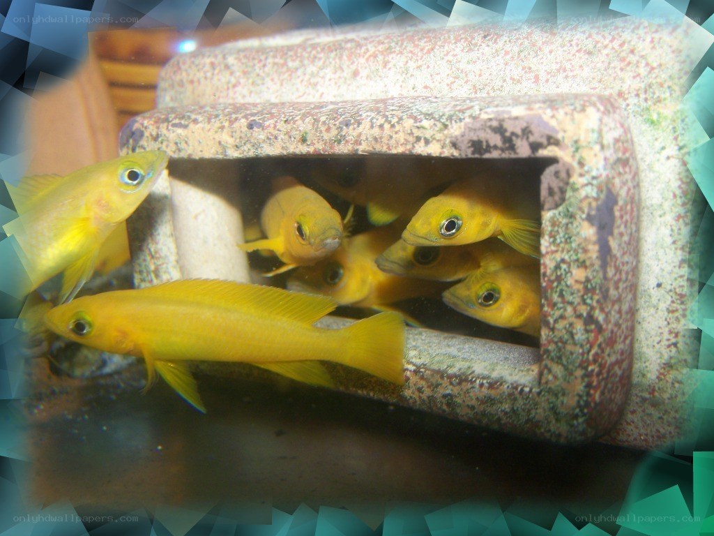yellow fish in a tank