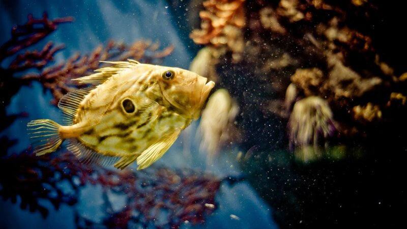 Yellow Fish in Aquarium — Blue, Calm