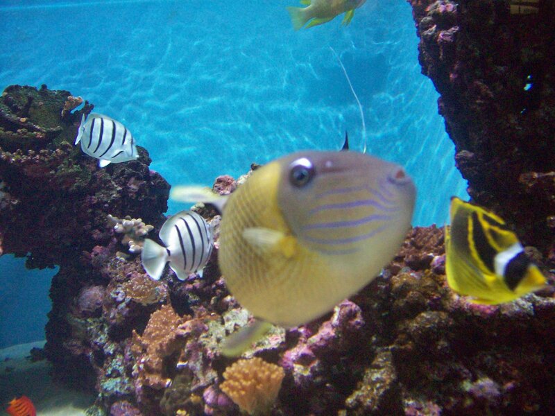 Yellow Fish in Aquarium — Blue