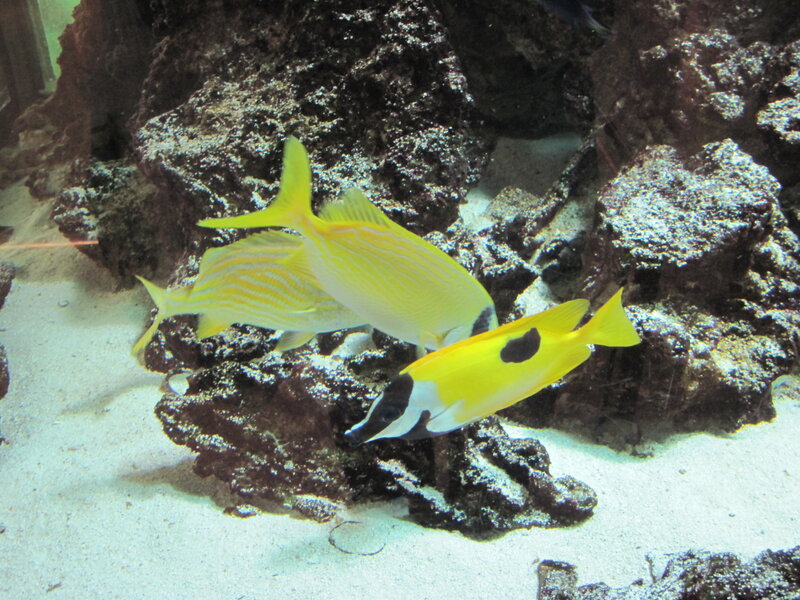 Yellow Fish in Aquarium — Calm