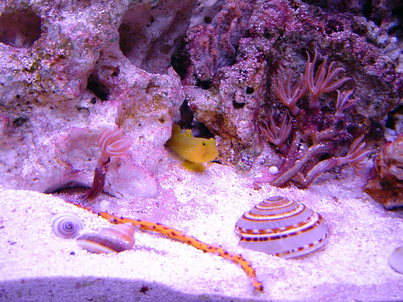 Yellow Fish in Aquarium — Purple