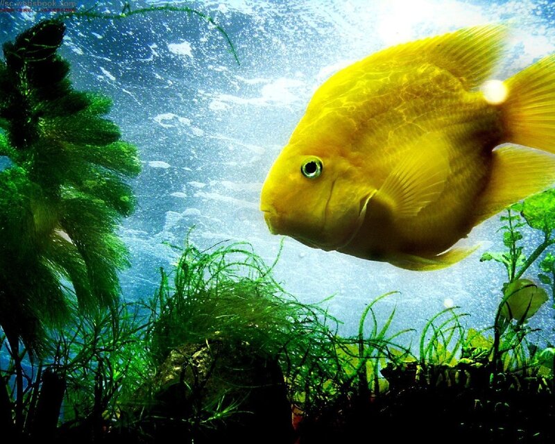 Yellow Fish in Aquarium — Serene