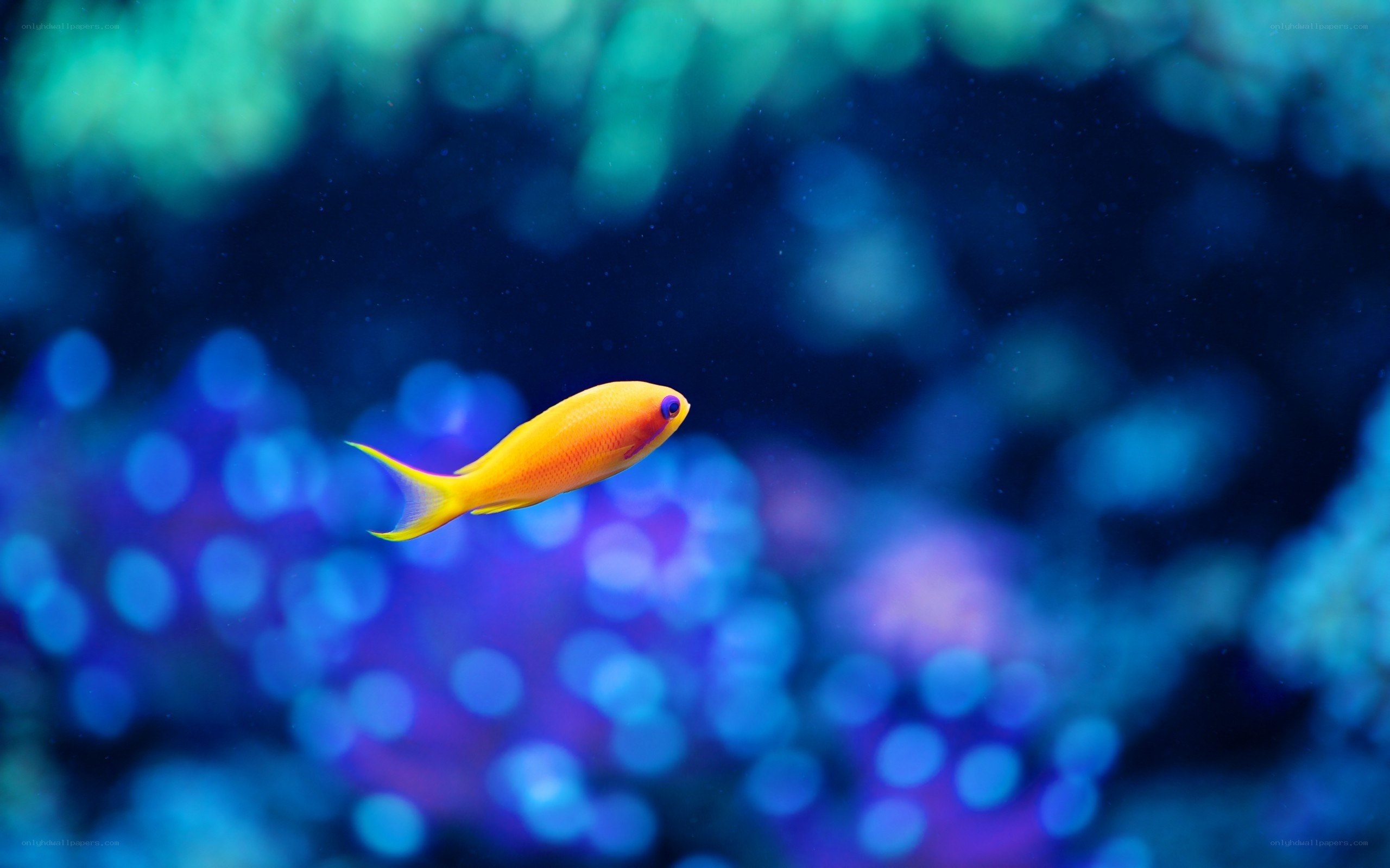 yellow fish in blue water