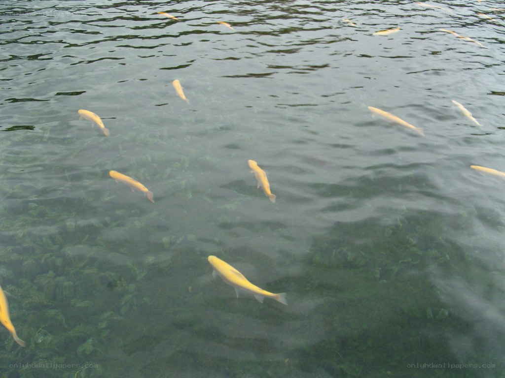 Yellow fish in clear water