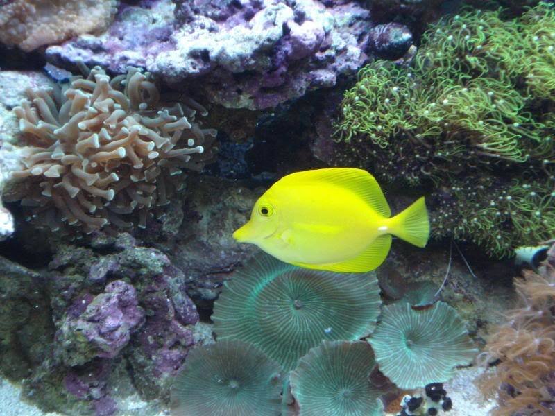 Yellow fish in coral reef
