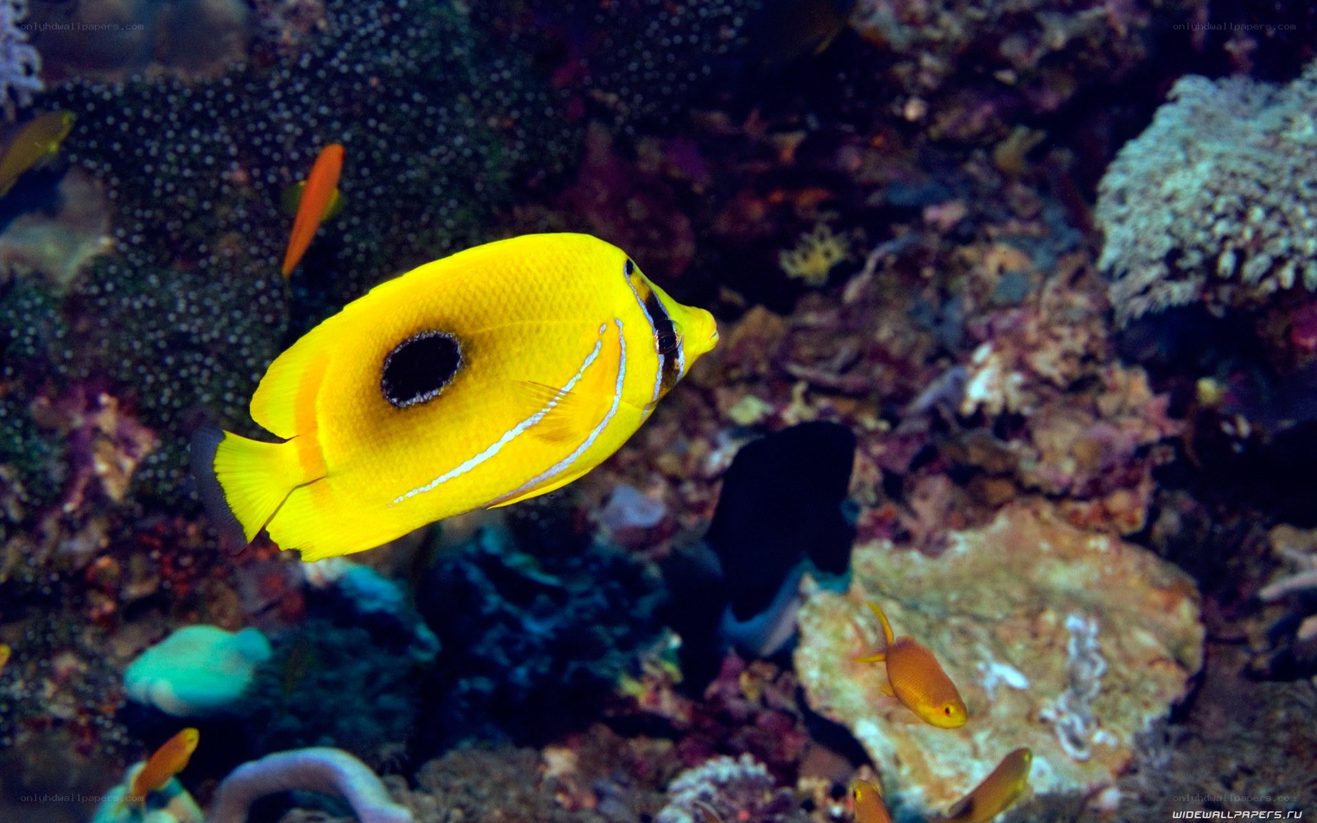 Yellow fish in coral reef