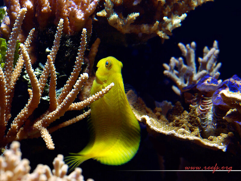 Yellow Fish in Coral